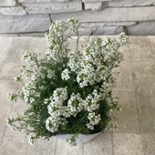 フチンシア　アイスキューブ　3.5寸ポット