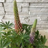 ルピナス　選べる2色|鉢花・花苗