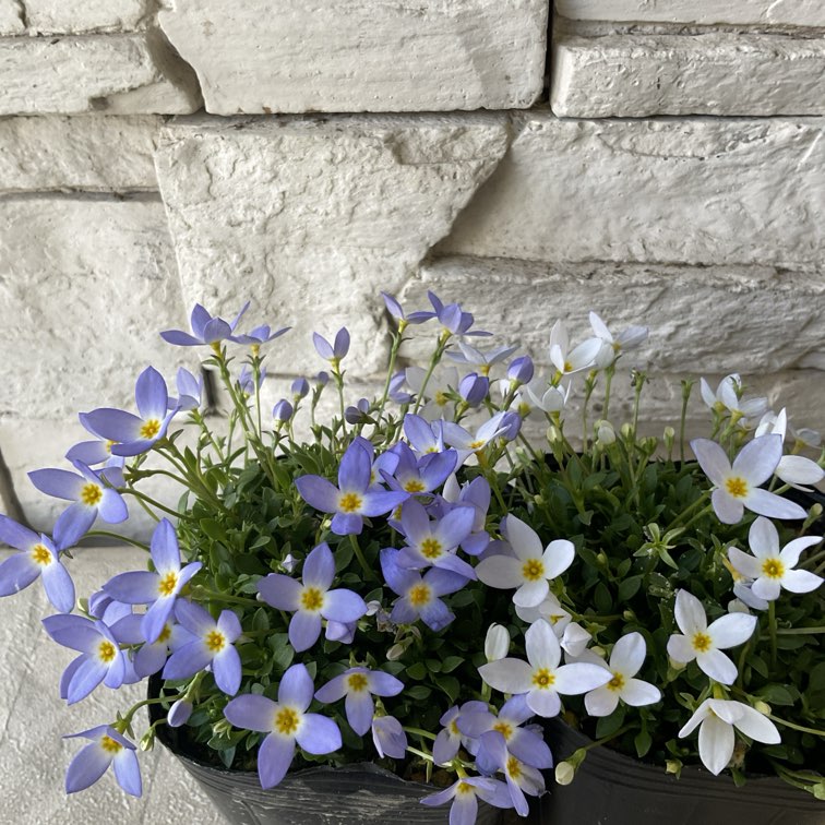 ヒナソウ　選べる♪2色