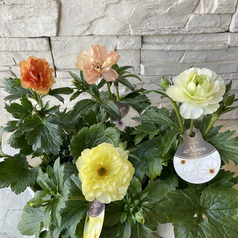 ラナンキュラス ラックス 4.5寸ポット 選べる9種 | 鉢花・花苗 | 橋本