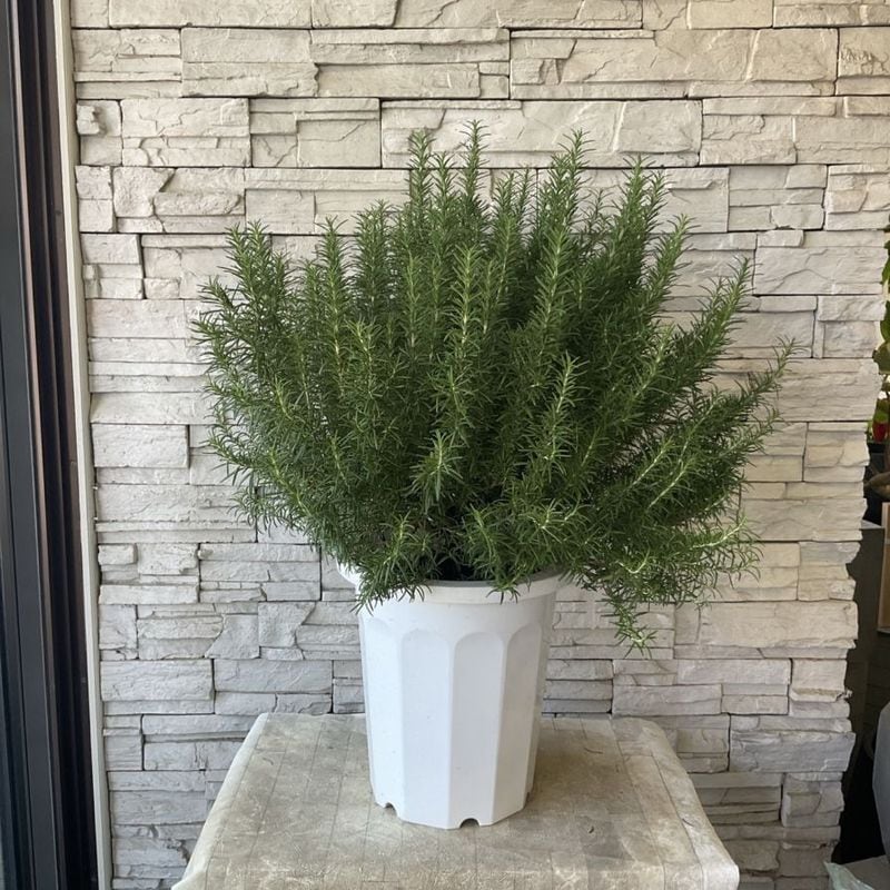 2個まとめ買い ローズマリー 楽天市場】ローズ マリーの通販