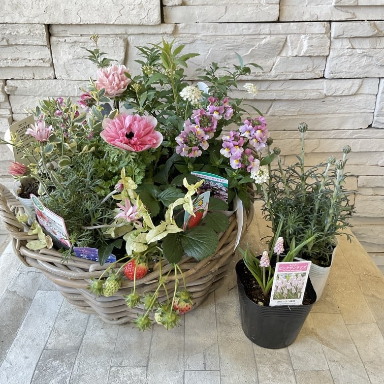 【そら様ご専用】寄せ植え 花    ムスカリ ピンクバスケット 自分で作る寄せ植え苗セット春を感じる球根植物の寄せ植え | すべて