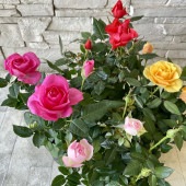 【見切品　開花花無し】ミニバラ　3寸ポット