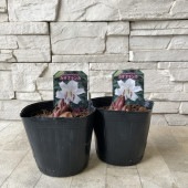 オリエンタルハイブリッド　 カサブランカ　3.5寸ポット|鉢花・花苗