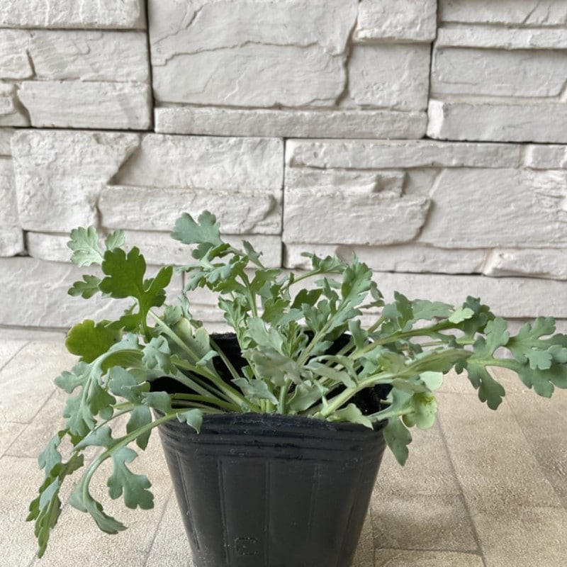 売却済み3/6ピンクムーン(カット苗) 売却済み3/6ピンクムーン(カット苗)