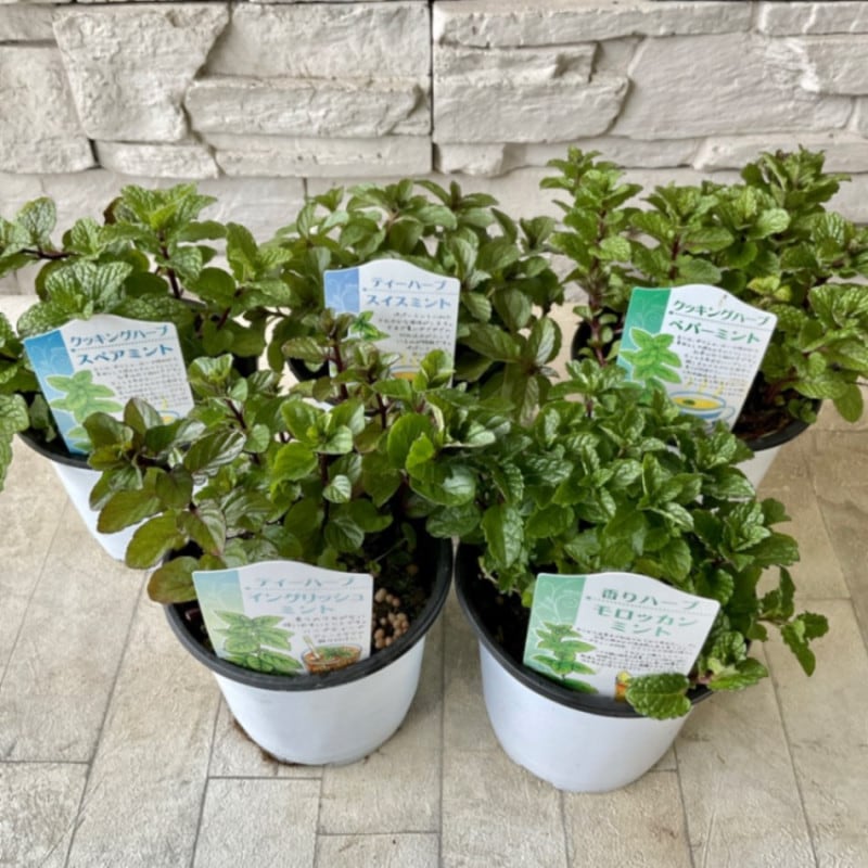 nalu様 8苗 大量苗セット nalu様 8苗 大量苗セット nalu様 8苗 大量苗セット 花 苗