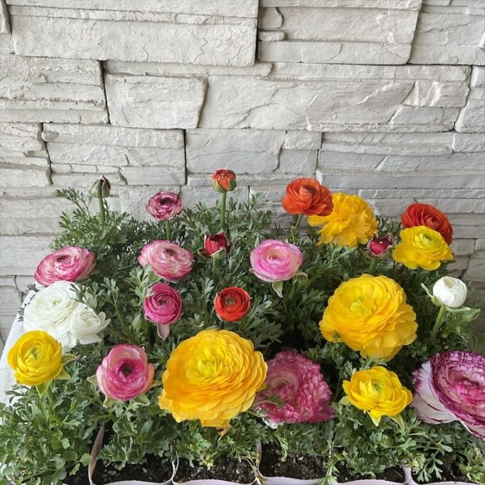 ラナンキュラス　3.5寸鉢