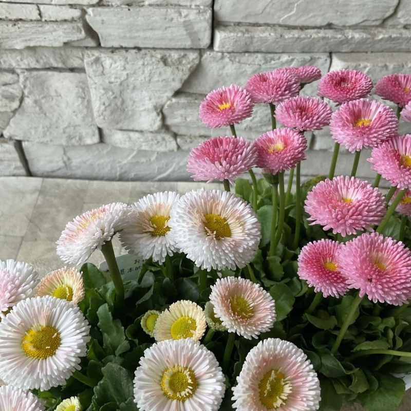 チロリアンデージー　ストロベリークリーム