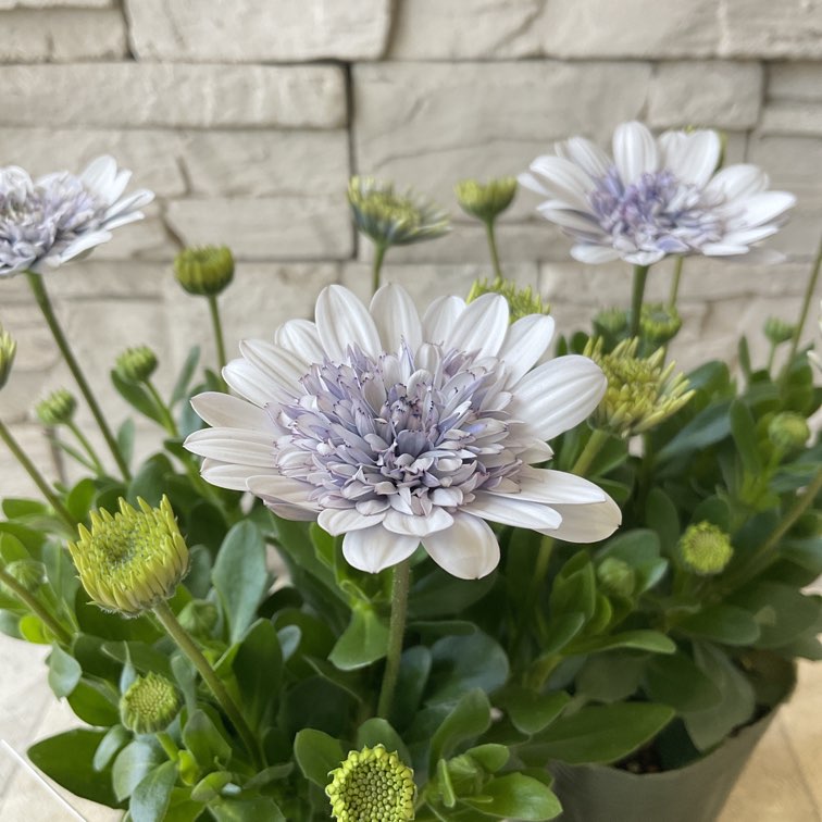 橋本種苗園オンラインストア | 商品一覧