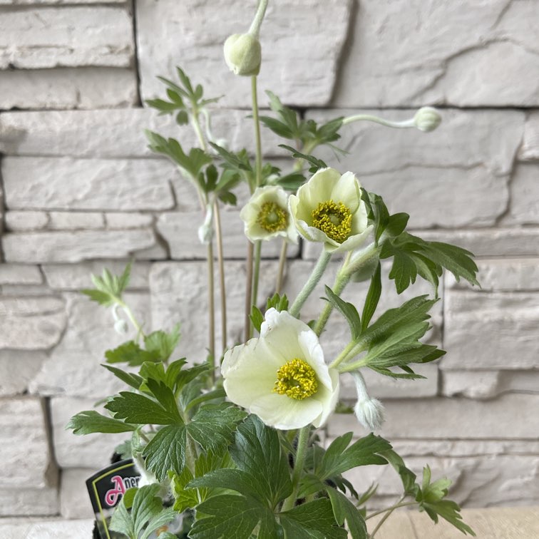 ぶどうの苗木 タノレッド 底面給水6寸鉢ごと 苗 植物 ぶどうの