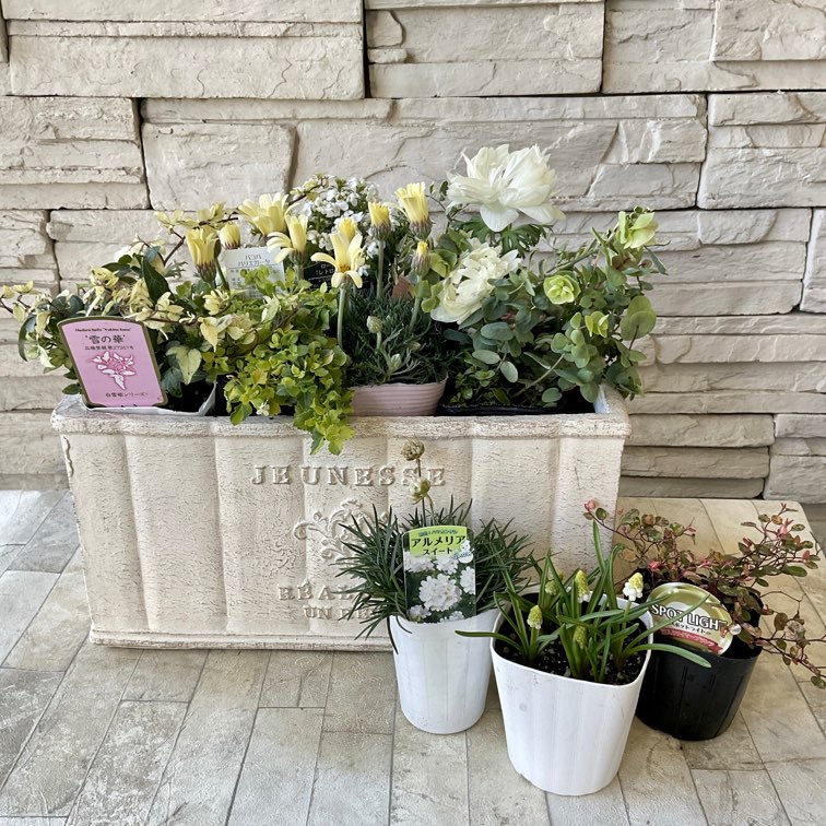 計10本セット苗 delsira-1.jpg