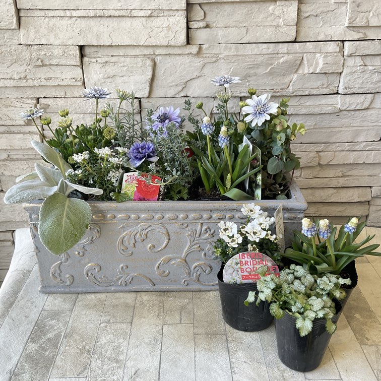 自分で作る寄せ植え苗セット】淡いブルー系 | 鉢花・花苗 | 橋本種苗園