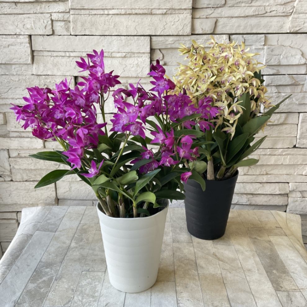 ギンギアナムまとめ売り 000000001692_245XdA2.jpg