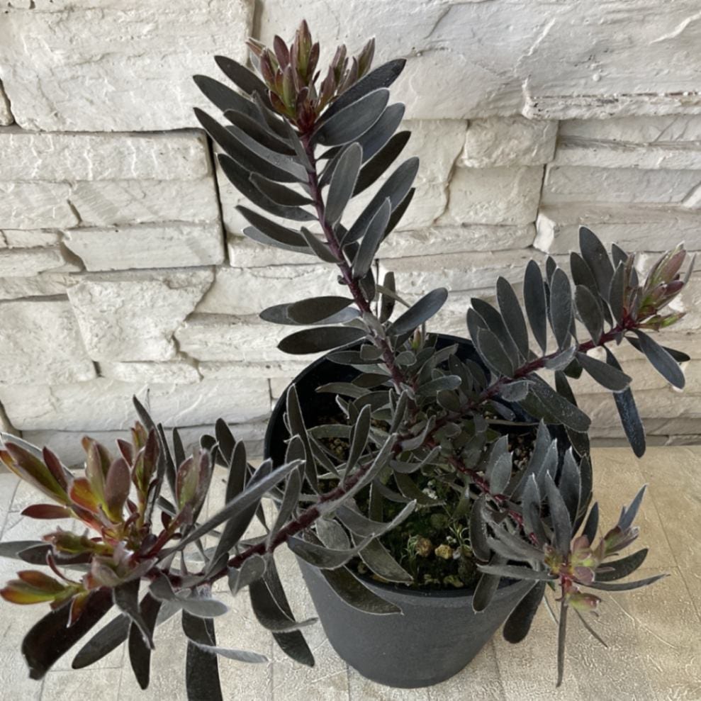 ◎MON◎です♪複数割引！ブルーベリー3 リューカデンドロン5 リンドウ2 000000001736_BeIMIZs.jpg