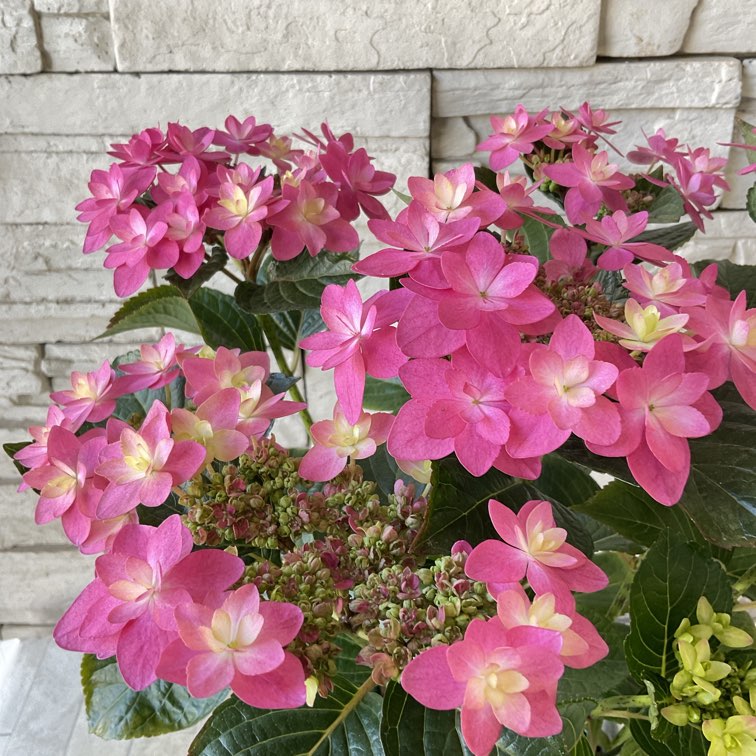 希少 輸入アジサイ カシミール②・マイビューティープリマベーラ③