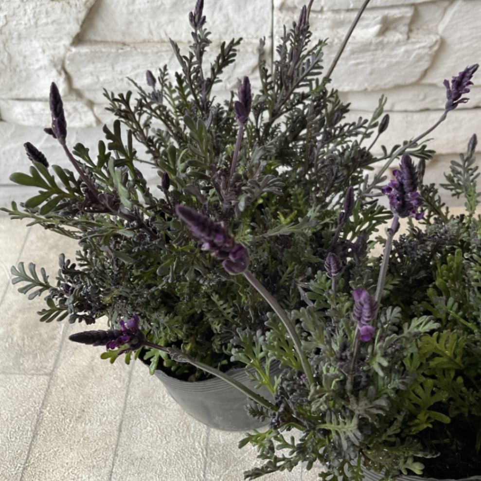 ブラックレース ラベンダー 3号ポット | 鉢花・花苗 | 橋本種苗園