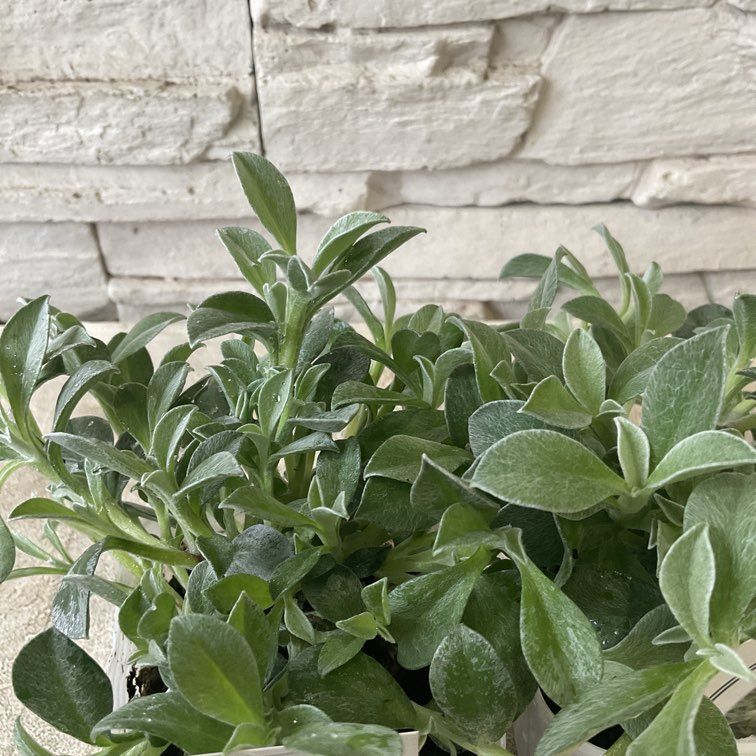 ヘリクリサム　ホワイトフェリー