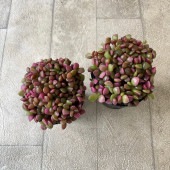多肉植物　桜吹雪|鉢花・花苗