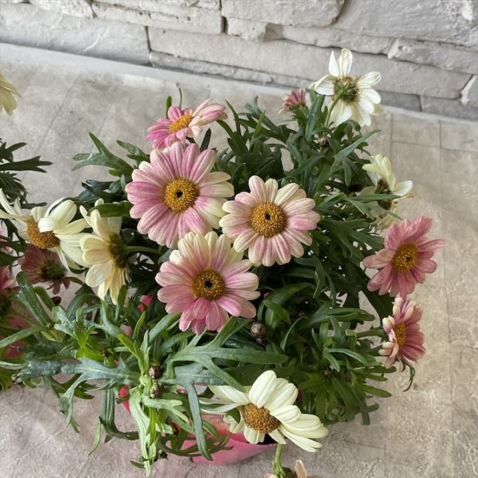 マーガレット　スマッシュ　ピーチアイ　3.5寸ポット