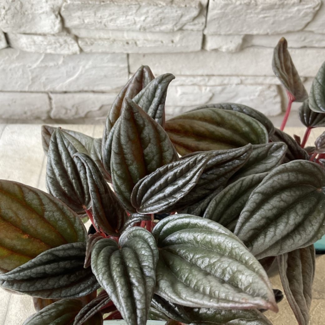 ペペロミア カペラータ 銀河 3寸ポット | 鉢花・花苗 | 橋本種苗園