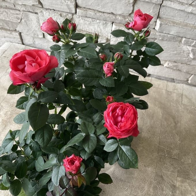 ミニバラ　ラブリーモア　4寸ポット