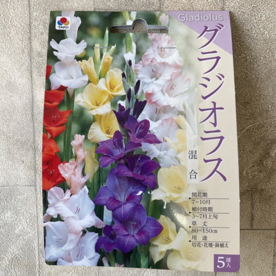 【球根】グラジオラス　混合