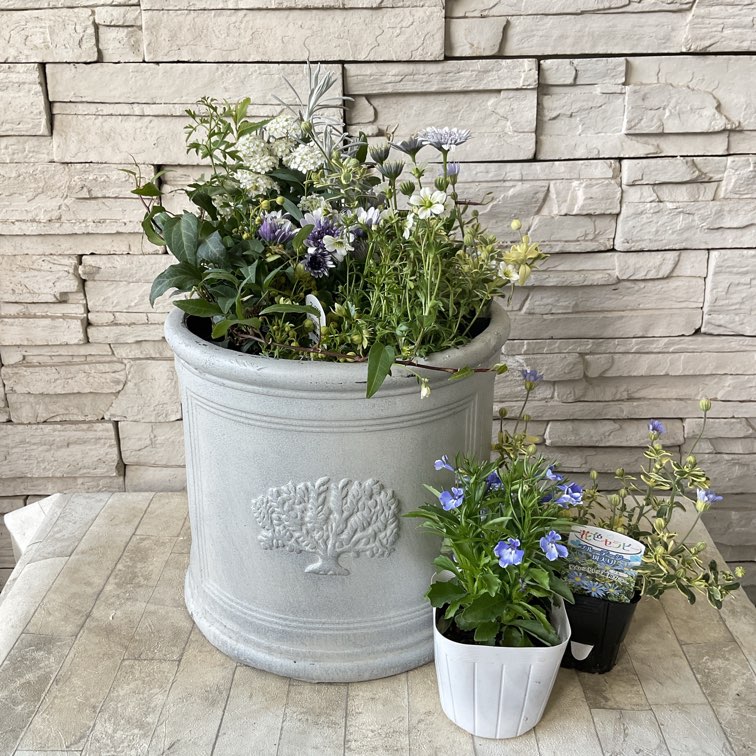 自分で作る寄せ植え花苗セット】春のシルバーブルー | 鉢花・花苗