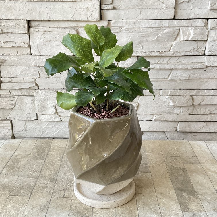 すべての商品 | 橋本種苗園オンラインストア