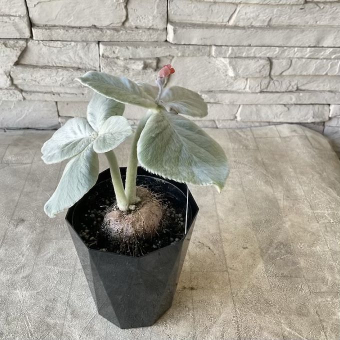 シンニンギア　レウコトリカ　断崖の女王　4寸鉢