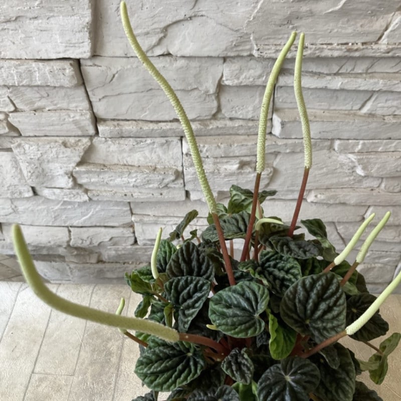 サイカスデソラタ（4苗セット） サイカスデソラタ（4苗セット）