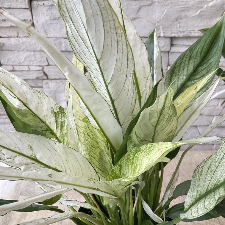 植物地獄様　レイヴン / マクラータ斑入り　葉挿し1枚 植物地獄様 レイヴン / マクラータ斑入り 葉挿し1枚 植物地獄様