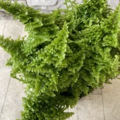 【観葉植物】スコッチシダ　
