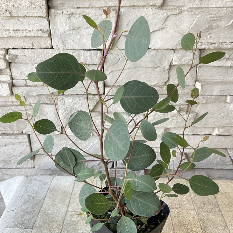 ユーカリポポラス 3寸ポット | 鉢花・花苗 | 橋本種苗園オンラインストア