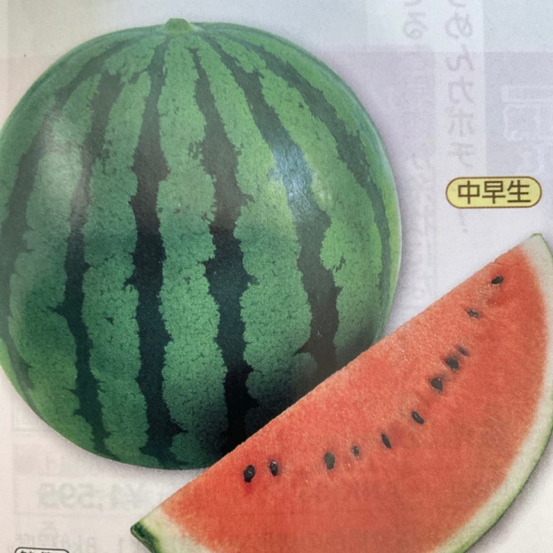 【野菜苗】接木　赤大玉スイカ　夏武輝　1ポット