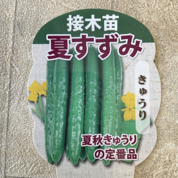 【野菜苗】接木苗　キュウリ　夏すずみ　1ポット