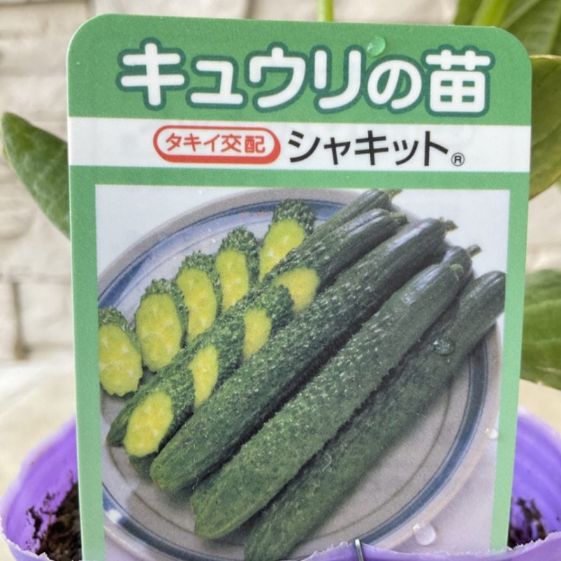 【野菜苗】接木　キュウリ　シャキット　1ポット