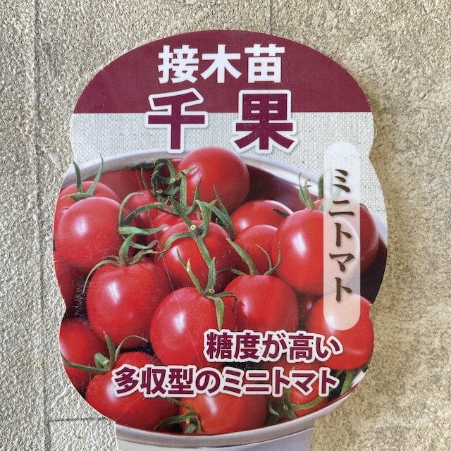 数量限定】珍しいトマト苗①②③④⑤を1鉢ずつ