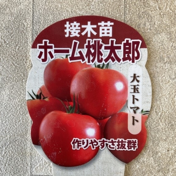 【野菜苗】接木　大玉トマト　ホーム桃太郎　1ポット