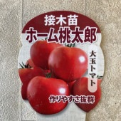 【野菜苗】接木　大玉トマト　ホーム桃太郎