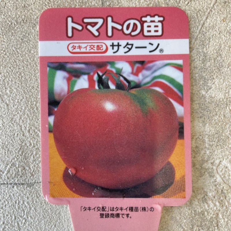 【野菜苗】実生苗　大玉トマト　サターン　１ポット
