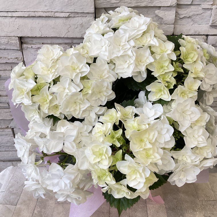 希少 輸入アジサイ カシミール②・マイビューティープリマベーラ③