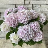 【母の日ギフト】【ラッピング・化粧箱付き】紫陽花　ハイドランジア　コットンキャンディー 6寸鉢