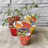 【野菜苗】ベル型ミニトマト　キャンディポップ　選べる3色|野菜苗