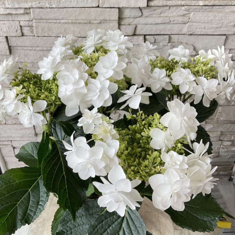 すべての商品 | 橋本種苗園オンラインストア