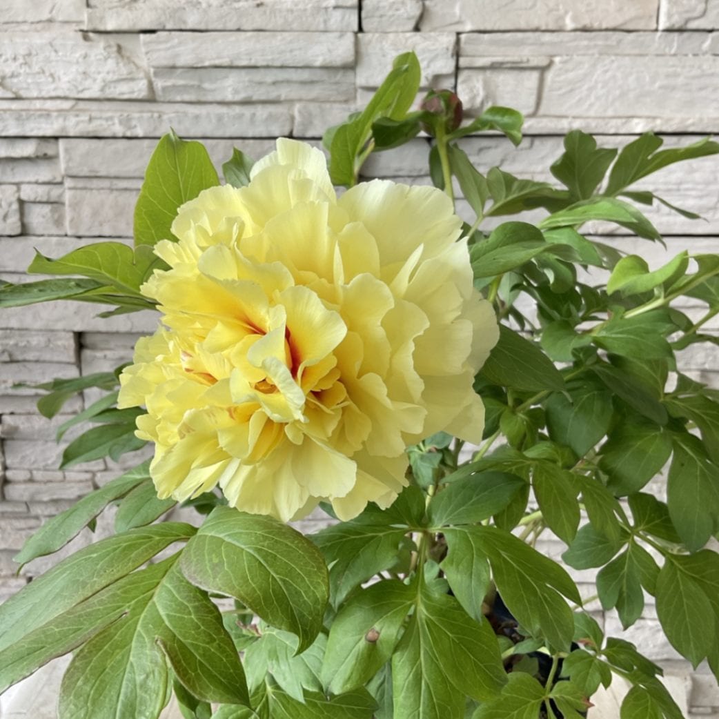 5/8開花★オリエンタルゴールド★芍薬×牡丹の特大苗★写真現物 予約販売 ハイブリッド芍薬 オリエンタルゴールド 6号鉢