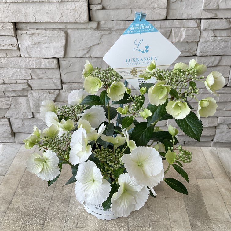 アジサイ　ラグランジアン　ブライダルシャワー　鉢40*40センチ花苗木 楽天市場】アジサイ ラグランジア ブライダルシャワー 3.5号鉢 ガク