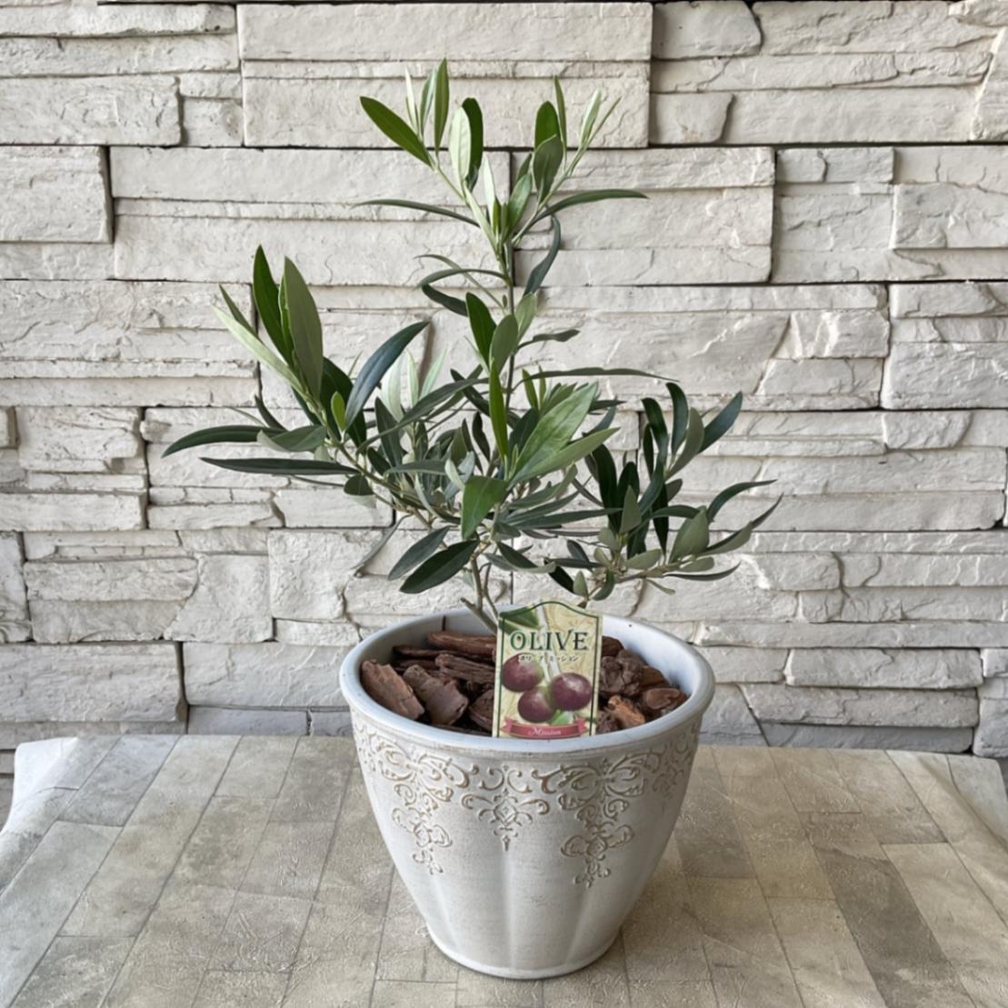 オリーブ様 000000001962_rj8vMnv.jpg