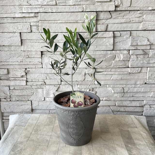 オリーブ38ロング Andrew High Rise Wide Leg Jeans – Medium Blue Green | Colored