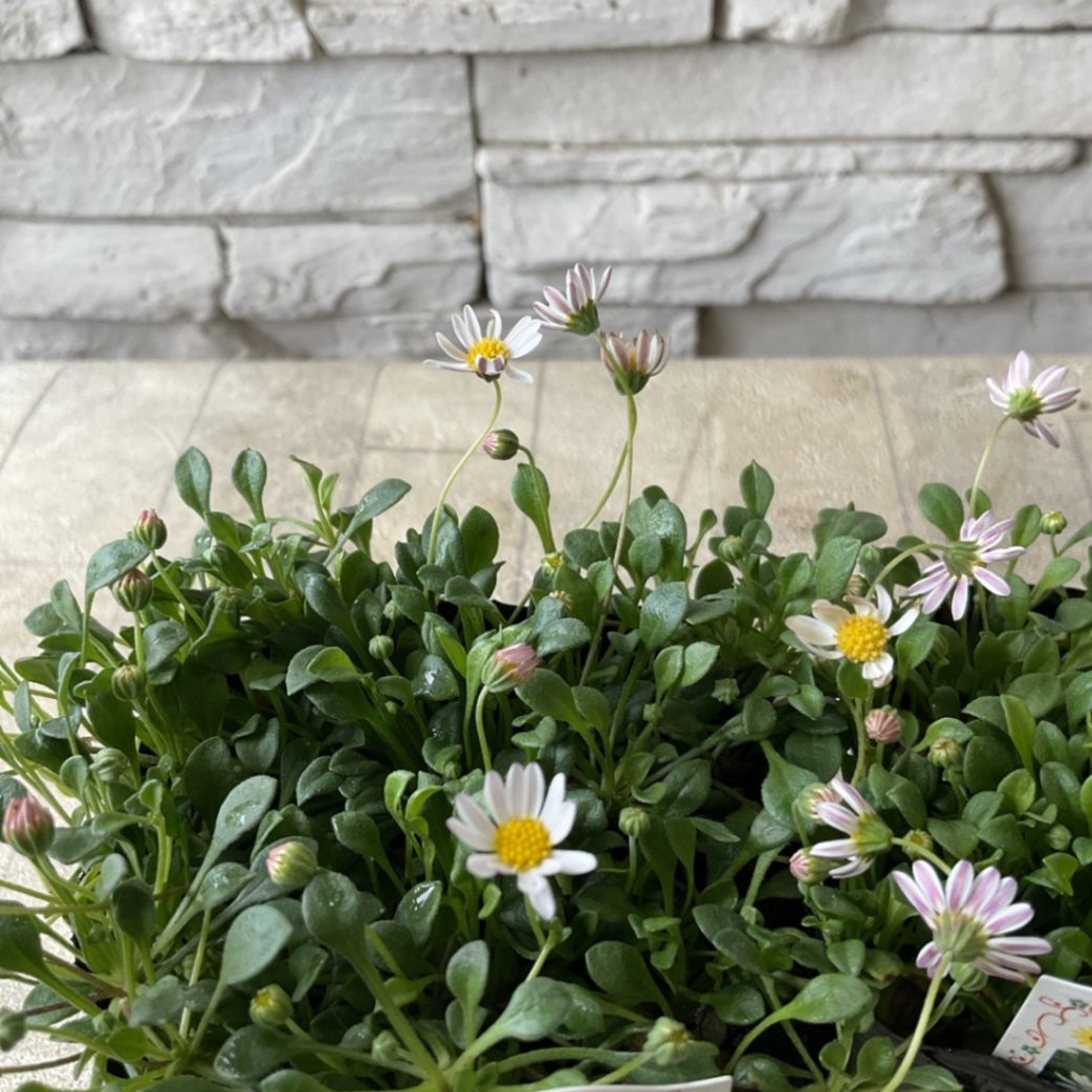 mお花になります(^^)ペビリアンデージー ペビリアンデージー 寄せ植え 花苗通販 Garden Frais