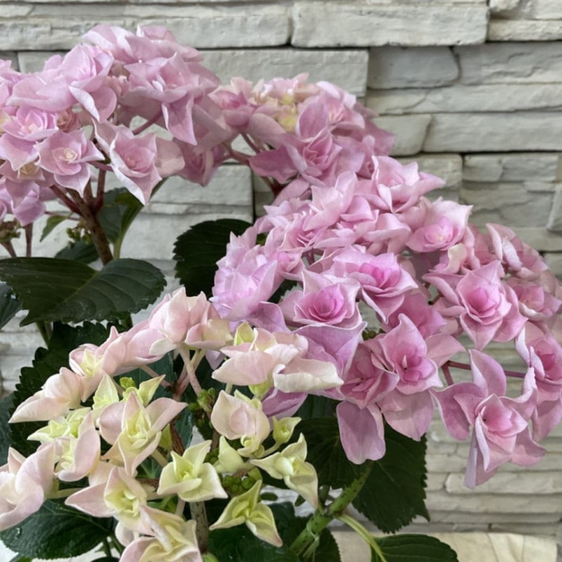 欄&空 輸入アジサイ 苗 レナーテスタイニガー 7号 ピンパーネル 4号 欄&空 輸入アジサイ 苗 レナーテスタイニガー 7号 ピンパーネル